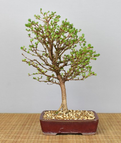Bonsai outdoor japanische - outdoor,,