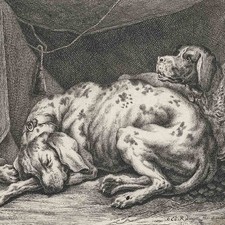 Johann Elias Ridinger Hunde