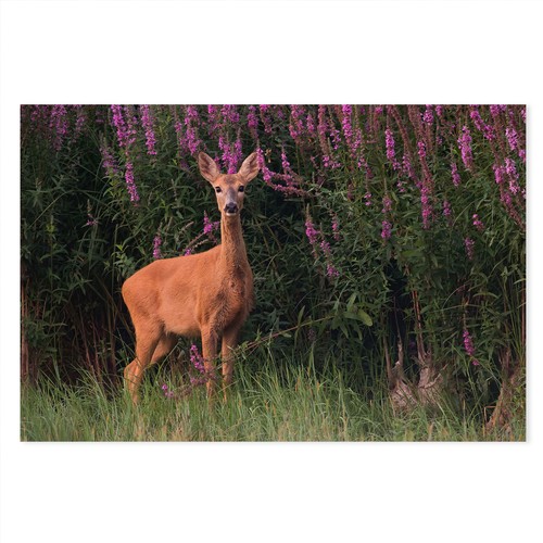 Postereck 4117 rehwild - -,