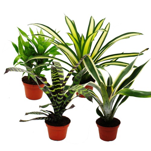 Ausgefallene bromelien - ausgefallene, xl-bromelien