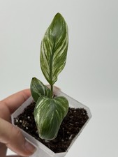Planttini strelitzia - planttini🌱,