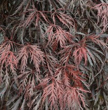 Hochstamm japanischer ahorn - hochstamm,