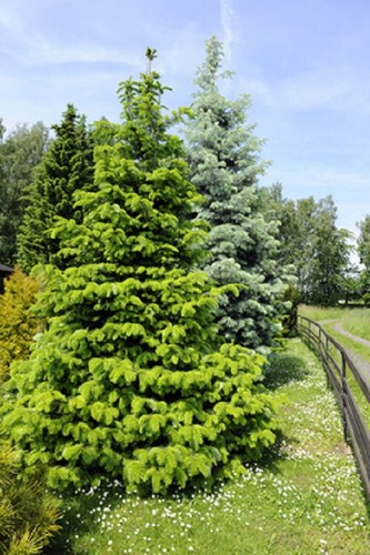 Nordmanntanne abies - nordmanntanne,