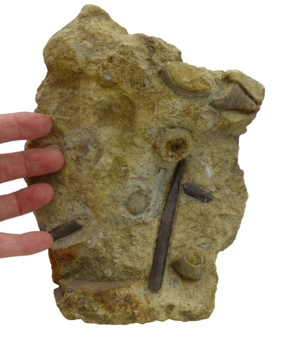 Jura bajocian fossil - bajocian,