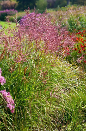 Rotes chinaschilf ferner - chinaschilf, 'ferner