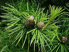 Schirmtanne Sciadopitys