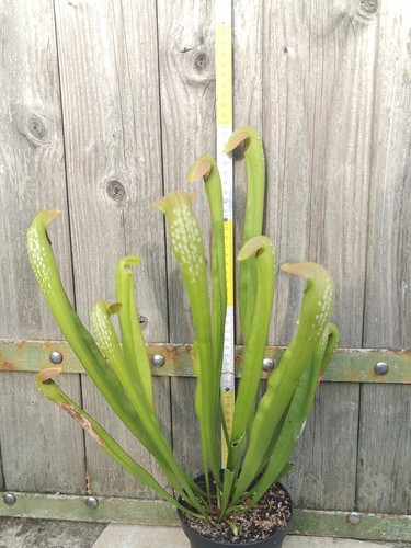 Sarracenia minor xxl - minor,