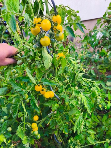Tomatensamen - 10,