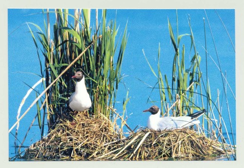 Postkarte lachmöwe möwe - 1,