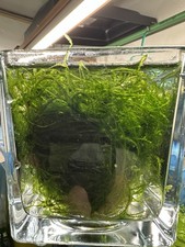 aquarium pflanzen Weeping Moos 