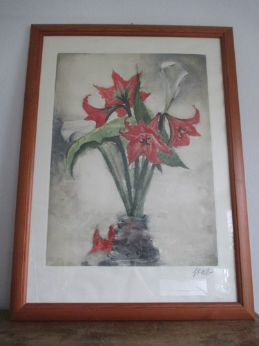 Große amaryllis calla - große,