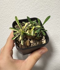 Euphorbia japonica, Cocklebur', suzannae x bupleurifolia variegata variegated