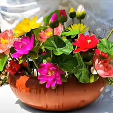 5 Mini Lotus Samen Farben gemischt. Fertig zum keimen Vorbereitet