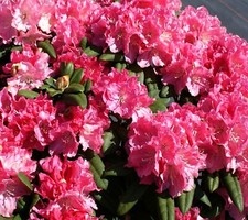Rhododendron 'Anuschka' Japanische Azalee rosa-weiß Hochstamm 60 - 80 cm