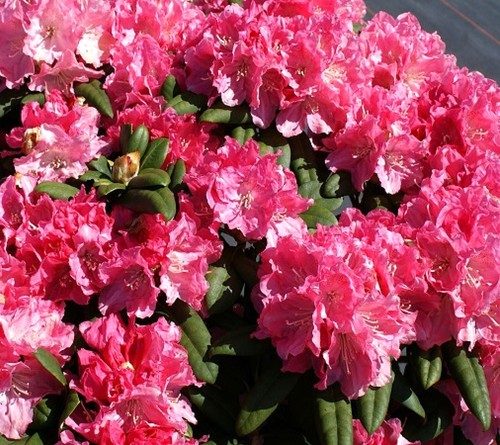 Rhododendron anuschka - rhododendron, 'anuschka'