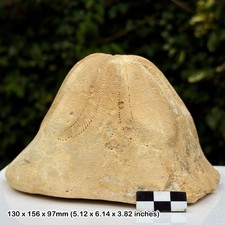 SELTEN 6" Clypeaster Altus