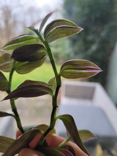 3×Tradescantia  Tripogandra