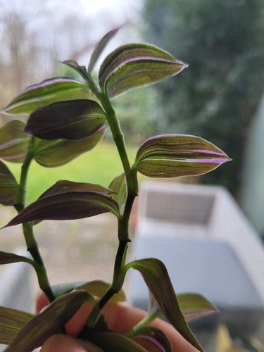 Tradescantia tripogandra - 2×tradescantia,