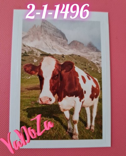 Abenteuer tierwelt kuh - ,
