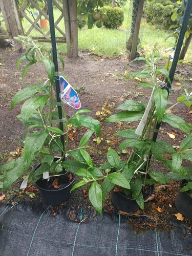 Schmetterlingsflieder in - 2,