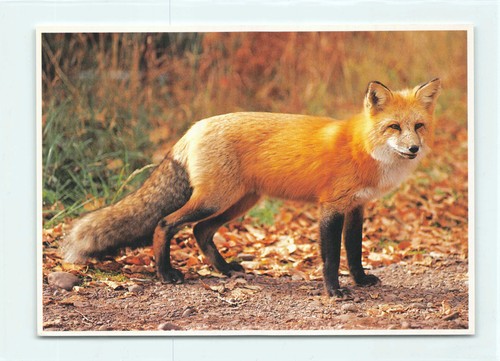 Postkarte rotfuchs fuchs - 1,