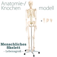 Menschliches skelett - menschliches,