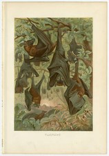 Flughunde Flugfuchs Dschungel