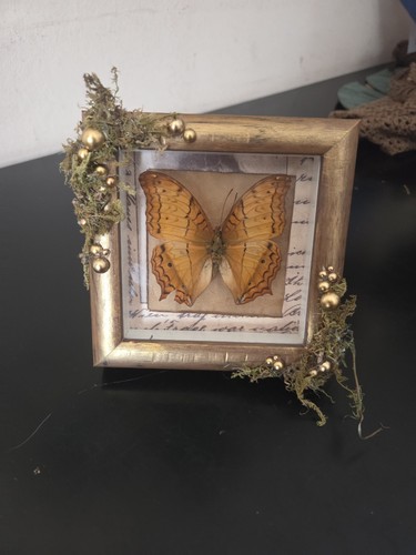 Schmetterling im - schmetterling, (präparat)