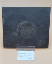 Dactylioceras commune Lias