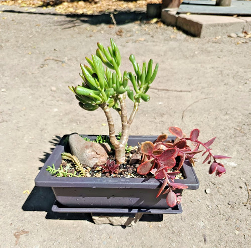 Bonsai crassula ovata gollum - bonsai, 'gollum'