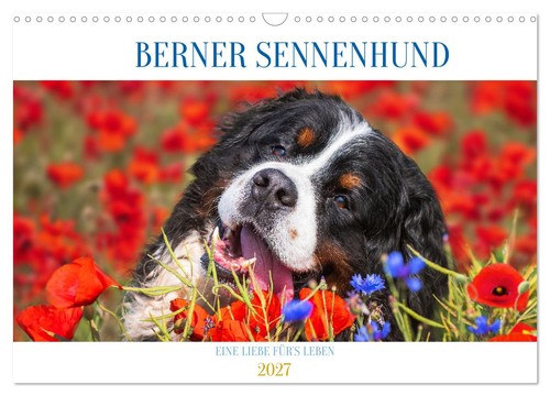 Berner sennenhund eine liebe - sennenhund,
