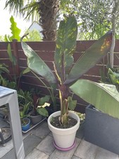 Rote Ensete ventricosum Maurelli 50-70cm Zierbanane exotische Banane