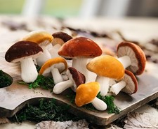 Deko Figur Pilz "Samt" Ø 5 -