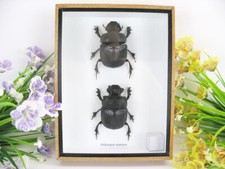 Eupatorus birmanicus - 2 echte