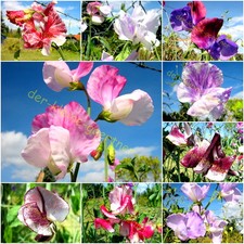 WICKE WICKEN BUNT GESPRENKELT