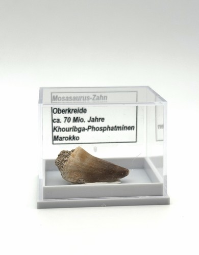 Schöner mosasaurus zahn - mosasaurus,