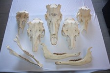 Konvolut Hirschschädel