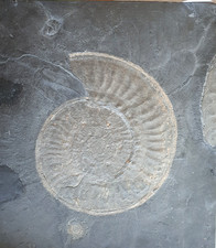 Phymatoceras escheri-Ammonit (Hauer) Bifrons-Zone, Steinbruch Fischer Holzmaden!