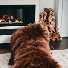 Echte Schaffelle | Bis 155cm | Lammfell | XXL Top-Öko-Fell-Teppich | Erste Wahl