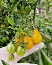 Tomatensamen Freiland "Gelbes Birnchen" Cocktailtomate