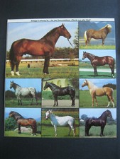 Sticker Aufkleber Pferde aus WENDY Fohlen Pony Hengst Stute Kaltblut Warmblut
