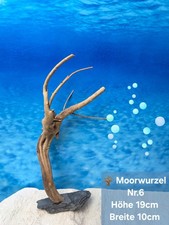 🌳Aquarium Garnelen Wurzel