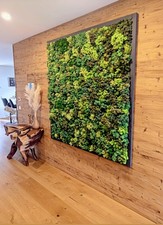 Islandmoos Bild konserviertes