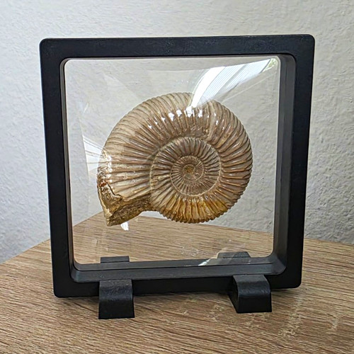 Ammonit fossil tierfossil - ammonit, im