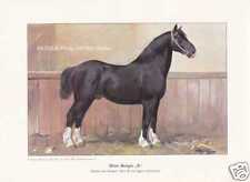 Shire Horse Hengst "X" Rassepferde Farbdruck 1925 Reprint Karl Wagner