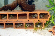 5er Höhle + 1 gratis f