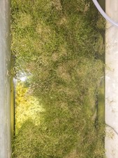 25x30cm Aquariummoos Riccia fluitans Aquariumpflanzen