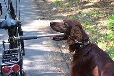 Führhalter Hund Fahrradleine