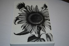 La Blanche Sonnenblume