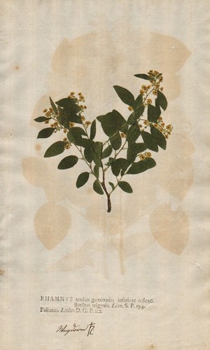 Rhamnus kreuzdorn buckthorns - rhamnus,